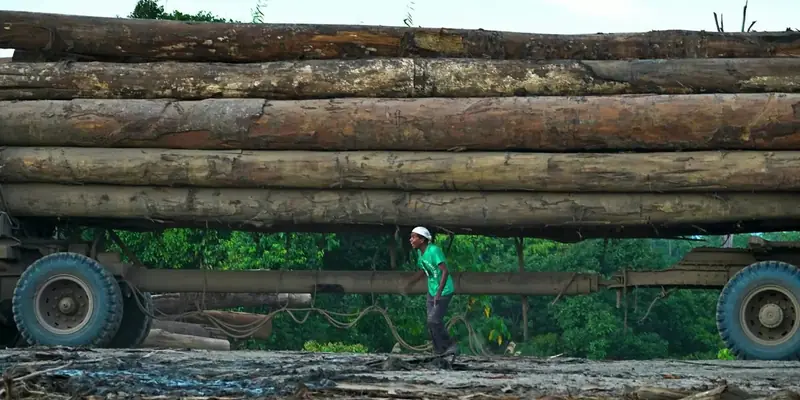A logger walks beneath a full load of long logs chained to a log truck trailer