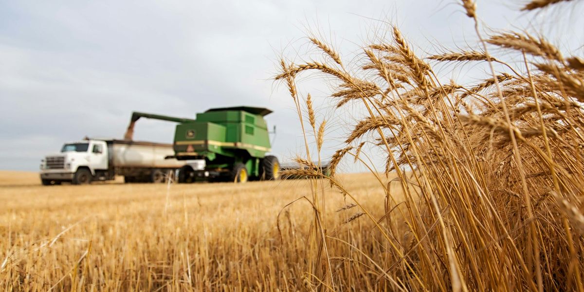A combine unloads wheat into a grain truck in a ripe North Dakota wheat field