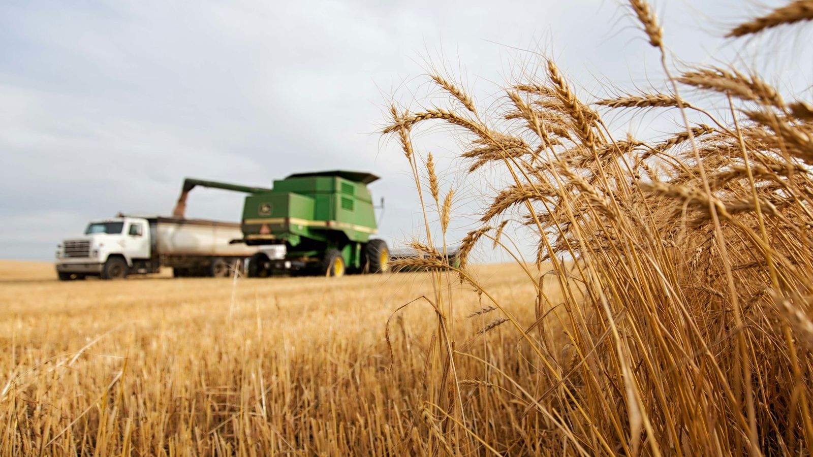 A combine unloads wheat into a grain truck in a ripe North Dakota wheat field